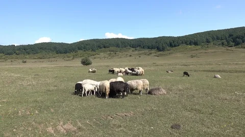 Sheep graze the grass. Transcarpathia Stock Footage 86201149