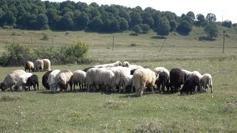 Sheep graze the grass. Transcarpathia Stock Footage 86201150