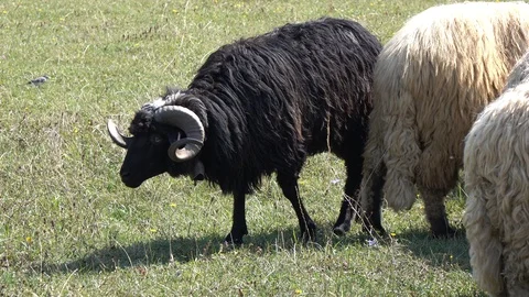 Sheep graze the grass. Transcarpathia Stock Footage 86201413