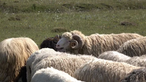 Sheep graze the grass. Transcarpathia Stock Footage 86201576
