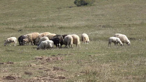 Sheep graze the grass. Transcarpathia Stock Footage 86373318