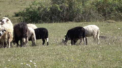 Sheep graze the grass. Transcarpathia Stock Footage 86373378