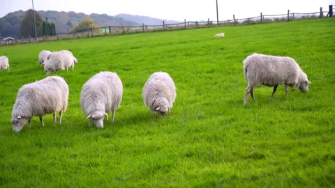 Sheep graze on green grass Stock Footage 229690858