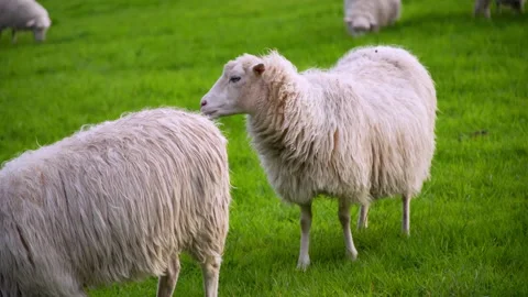 Sheep graze on green grass Stockbeeldmateriaal 229690885