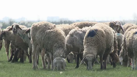 SHEEP graze in herds Stock Footage 49835876