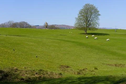 Sheep graze on a hillside under a cloudless spring sky in Ambleside. Stock Photos