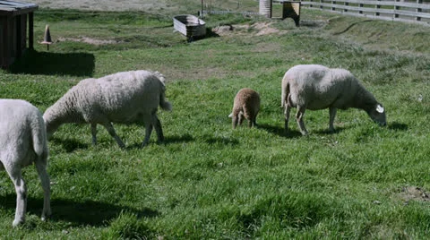 Sheep graze in the meadow Stock Footage 22657662