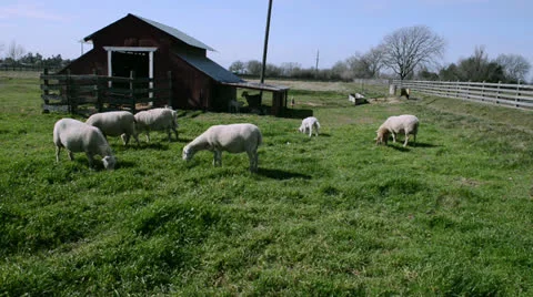 Sheep graze in the meadow Stock Footage 22659674