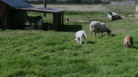 Sheep graze in the meadow Stock Footage 22660454