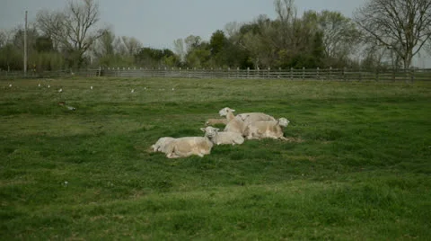 Sheep graze in the meadow Stock Footage 22660787