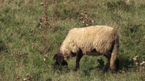 Sheep graze on the meadow Stock-Footage 56515848