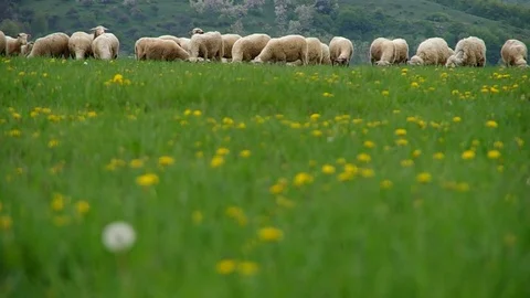 Sheep graze in a meadow Stock Footage 71503210