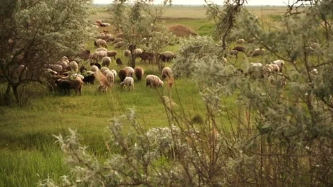 Sheep graze in the meadow Stock Footage 141924966