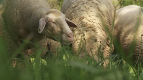 Sheep graze in a meadow Stock Footage 283073133