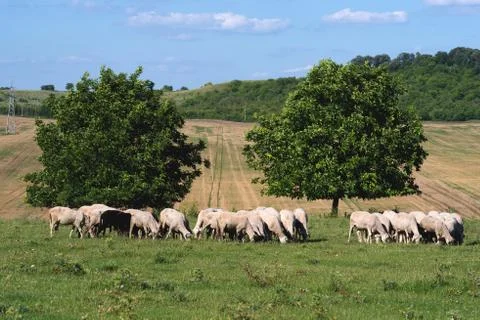 Sheep graze on a meadow Stock Photos