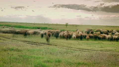 Sheep graze in the meadow. Time laps. Stock Footage 139083922