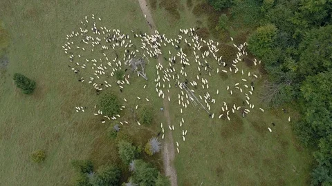 Sheep graze in the meadows, aerial view Stock Footage 123654053