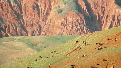 Sheep graze in the mountains 動画素材 153834581