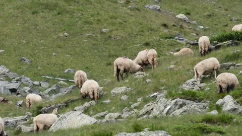 Sheep graze in the mountains Stock Footage 316690523