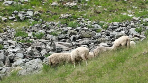 Sheep graze in the mountains Stock Footage 316691081