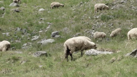 Sheep graze in the mountains Stock Footage 316691659