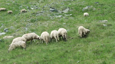 Sheep graze in the mountains Stock Footage 316692085