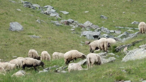Sheep graze in the mountains Stock Footage 316692093
