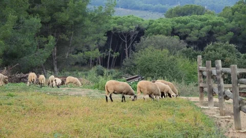 Sheep graze in a paddock on a farm. Stock Footage 330288426