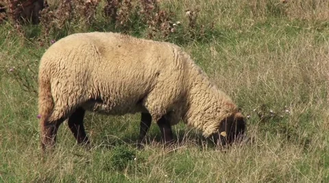 Sheep graze on the pasture Stock Footage 56515763