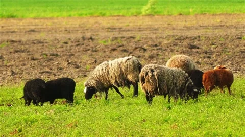 Sheep graze in pasture 스톡 동영상 63472448