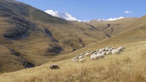 Sheep graze on the slopes of the mountains Kazbegi Stock Footage 102640118