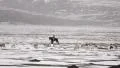 Sheep graze on snow covered landscape and shepherd stands guard on a horse HD Footage