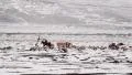 Sheep graze on snow covered landscape and shepherd stands guard on a horse HD Footage