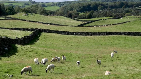 Sheep graze stone-lined pasture Wales Stock Footage 96157933