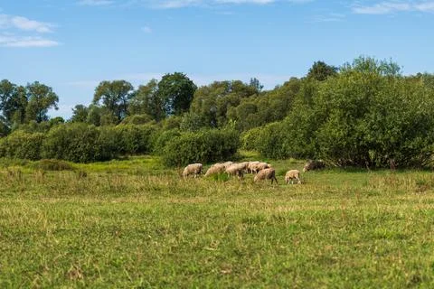 Sheep graze in a sunlit meadow bordered by shrubs and tall trees Stock Photos