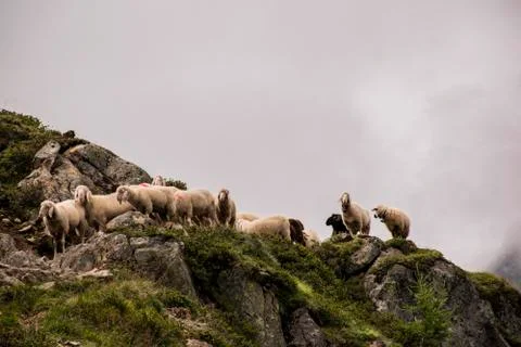Sheep graze in Tyrol one Stock Photos