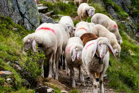 Sheep graze in Tyrol two Stock Photos