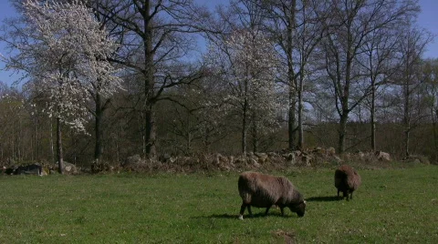 Sheep graze under spring cherry tree Video stock 582861