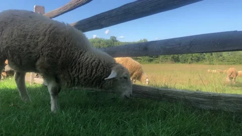 Sheep graze on wrong side of fence on idyllic pastoral farm. Stock Footage 139090123