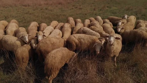 Sheep grazes at the field Stock Footage 98002657