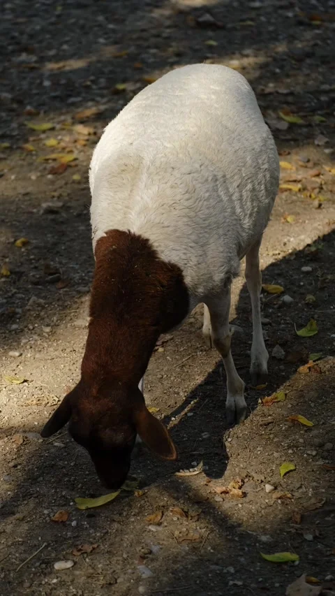 A sheep grazes on the ground inside a zoo enclosure in natural daylight. The Stock Footage 325741157