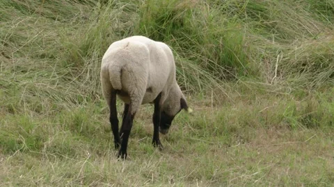 A sheep  grazes on a meadow in summer Stock Footage 278973884