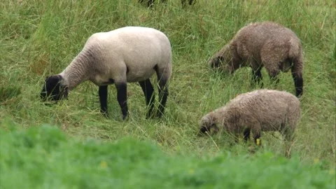  sheep  grazes on a meadow in summer Stock Footage 278973898