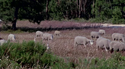 Sheep grazing #1 Stock Footage 48046666