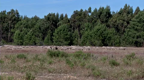 Sheep grazing #2 Stockbeeldmateriaal 48042591
