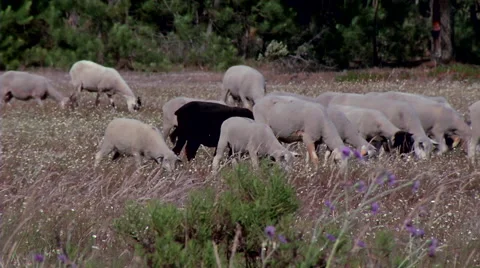 Sheep grazing #3 Stock Footage 48039073