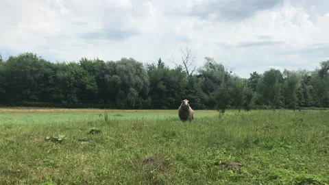 Sheep grazing 4k Stock Footage 156603081
