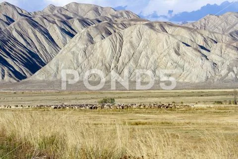 Sheep grazing in alpine meadow, Kyrgyzstan Stock Photos