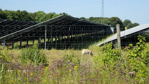 Sheep grazing among solar panels in green energy farm Stock Footage 339558137