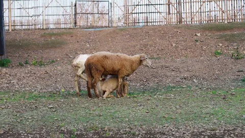 Sheep Grazing and Interacting in Field Stock Footage 308613809
